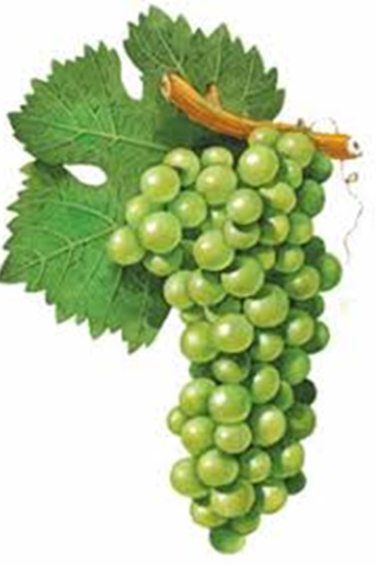 sauvignon grapes